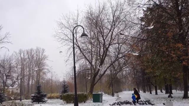 Чайки в парке смотреть онлайн