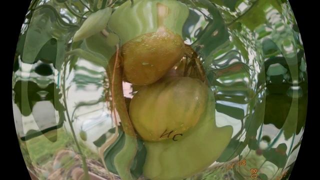 10 сердцевидных сортов томатов из моей коллекции смотреть онлайн