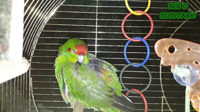 Премьера урока № 6 для какарика смотреть онлайн