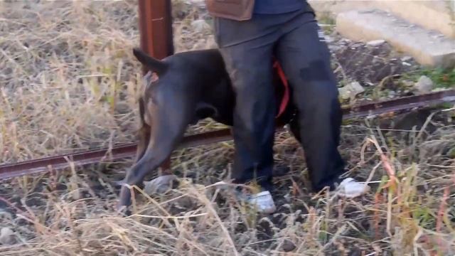 СОБАКИ ДЛЯ ДОМА И ДВОРА. Какие лучше. Экспертное мнение | Собаки для частного дома смотреть онлайн