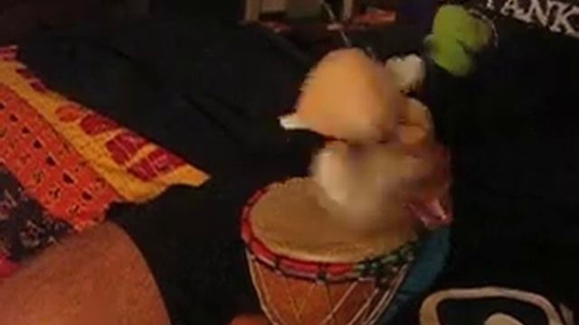 pippo bongo bon смотреть онлайн