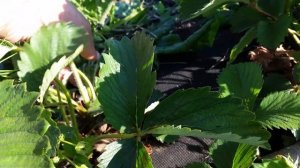 ЛЮБИМЫЙ СОРТ КЛУБНИКИ ВИКТОРИЯ