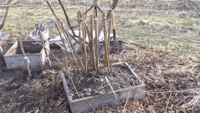 ЖИЗНЬ в ГЛУХОЙ ДЕРЕВНЕ. БЕЛАРУСЬ НЕ ДЕЛАЙТЕ из СОРТОВОГО ФУНДУКА ЗЕЛЁНО и КРАСНОЛИСТНЫЙ смотреть онлайн