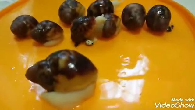 Archahatina egregia leu . Архахатина эгрегия леуцист смотреть онлайн