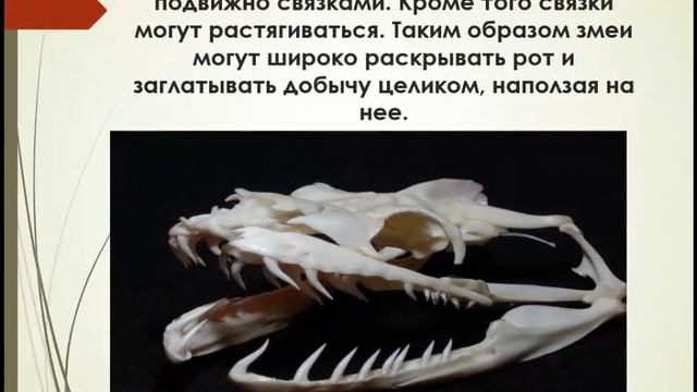 Многообразие пресмыкающихся. Презентация для детей смотреть онлайн