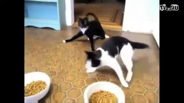 Коты под Валериан кой смотреть онлайн