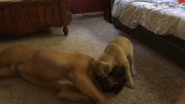 Max and Harper Playtime - Harper pins Max! смотреть онлайн