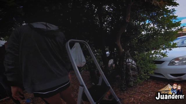 CALAMANSI TREE  (Philippine Lime)South Australia