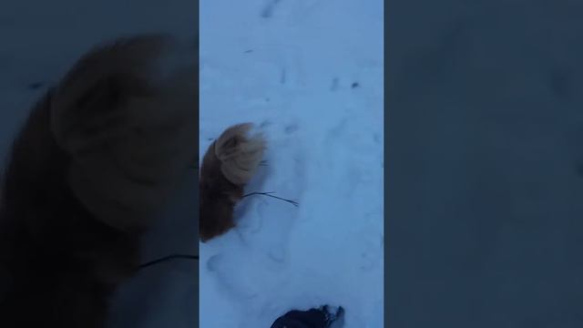 Утренняя прогулка со шпицом (зима) смотреть онлайн