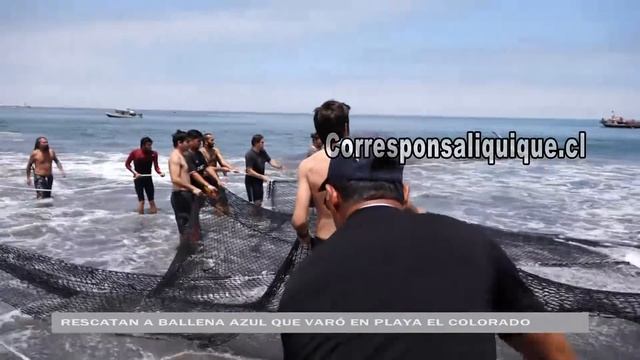 RESCATAN A BALLENA AZUL QUE VARÓ EN PLAYA EL COLORADO EN SECTOR NORTE DE IQUIQUE