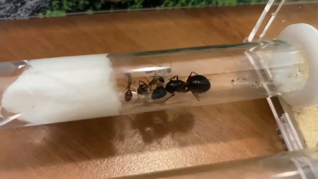 Camponotus fellah/муравьи феллахи - колония растёт. #3 смотреть онлайн