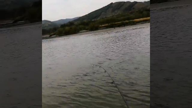 Сильная рыба. Донка. Ловля усача. смотреть онлайн