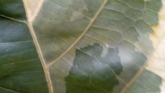 I FINALLY picked up a variegated ficus lyrata (aka fiddle leaf fig) смотреть онлайн