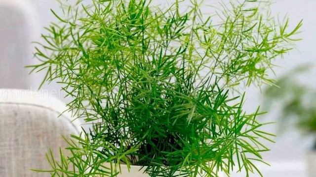 Лучшие комнатные растения: 9 комнатных растений, которым не нужен свет смотреть онлайн