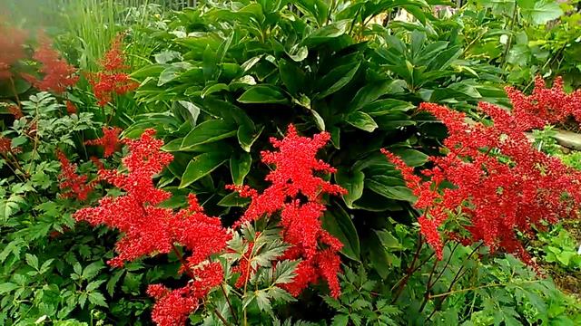 22 июля 2020 Астильба,куст #3 💝 смотреть онлайн