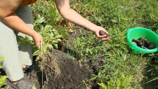 Фиолетовый картофель смотреть онлайн