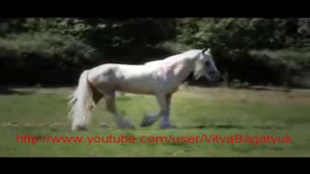 Мощь и грация-конь тяжеловоз!Подборка. смотреть онлайн