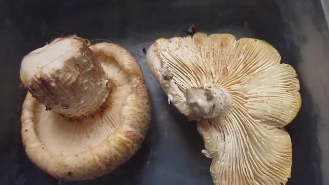 Узнаем гриб вместе. Пилолистник чешуйчатый. Шпальный гриб (Lentinus lepideus). смотреть онлайн