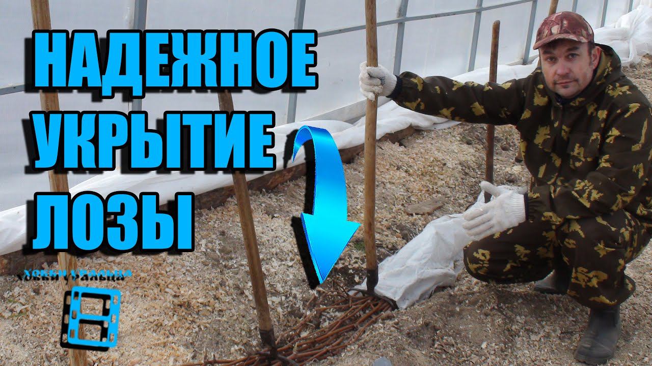 НАДЕЖНОЕ УКРЫТИЕ ВИНОГРАДА НА ЗИМУ В СЕВЕРНЫХ УСЛОВИЯХ. ВЫРАЩИВАНИЕ ВИНОГРАДА В ТЕПЛИЦЕ смотреть онлайн