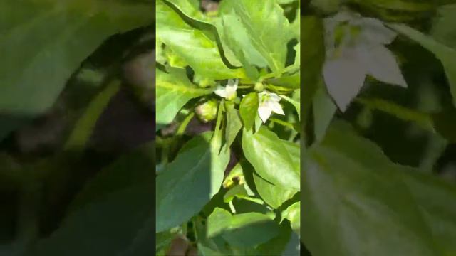 Our Bell Pepper & Cayenne Pepper Plants Finally Produced AND are Still Producing! Part 2 - - #Zone7 смотреть онлайн
