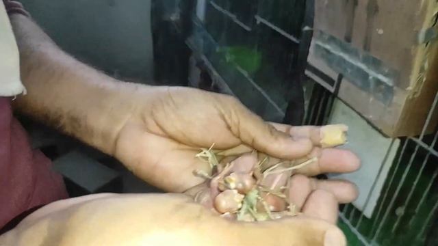 Best Quality N Massive Size Java Produced By DR Aviary смотреть онлайн