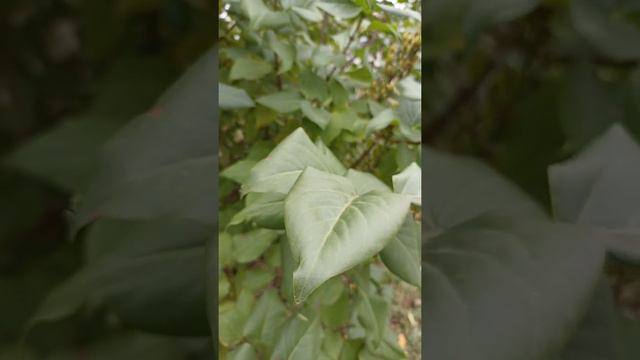 Лист сирени в 4к смотреть онлайн