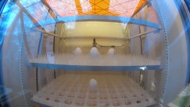 Процесс Поворота Лотков Профессиональных и укладка инкубационных яиц Инкубатор AMI-УНИВЕРСАЛ-720 смотреть онлайн