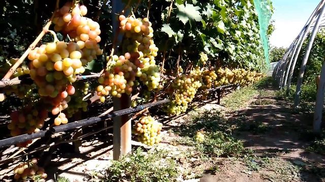 Сорт винограда Анюта. смотреть онлайн