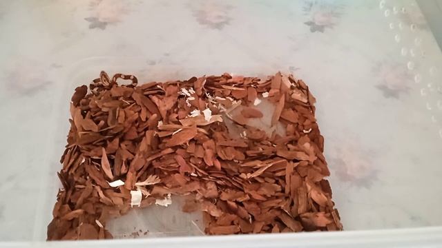 Содержание маисового полоза. смотреть онлайн