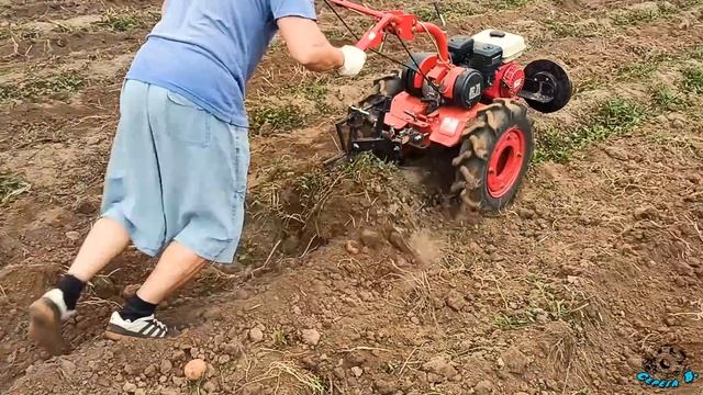 ?КОПАЕМ КАРТОФЕЛЬ ?МОТОБЛОКОМ ?2021. Испытание выкпывателей. ?Монолог о выполненной работе. смотреть онлайн