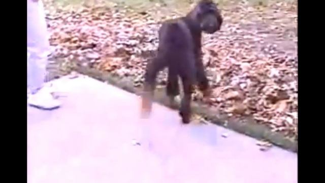 топ самых смешных видео про животных в мире №1 смотреть онлайн