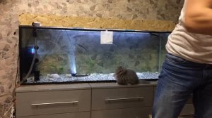 Выращивание осетров в аквариуме. Начало