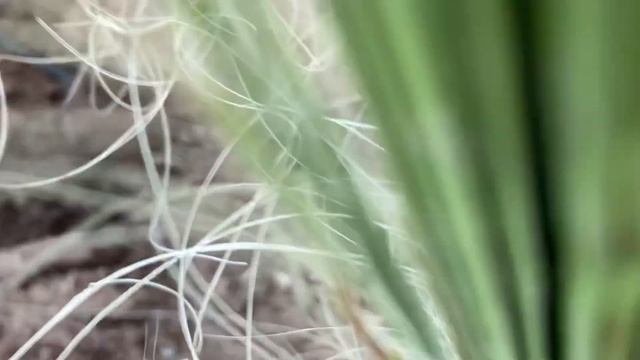 Planting A Palm Tree: Washingtonia Filifera смотреть онлайн