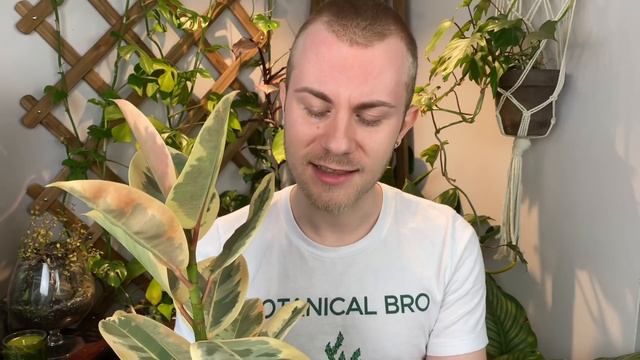 How To Care For Ficus elastica “Tineke” & “Ruby” (Variegated Rubber Tree) | Plant Of The Week Ep. 1 смотреть онлайн