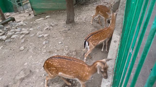 Алматы. Поездка на Кок-Тобе смотреть онлайн