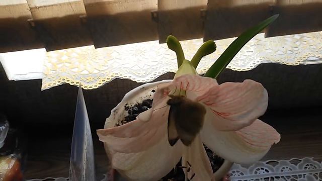 Бабочка дома взялась не откуда? ??? смотреть онлайн