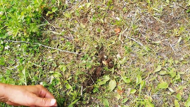 ? ТЕЛУРИЧЕСКОЕ БЕСПЛАТНОЕ ЭЛЕКТРИЧЕСТВО ⚡⚡⚡ ПРЯМО ИЗ ЗЕМЛИ смотреть онлайн