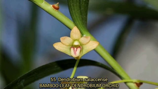 110 BEAUTIFUL ORCHID SPECIES смотреть онлайн