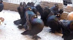 РОСТОВСКИЕ СТАТНЫЕ ГОЛУБИ Валового Виталия