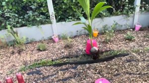 Как посадить кокосовую пальму