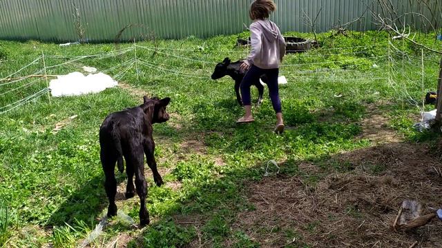 Танцующая ферма #ангус смотреть онлайн