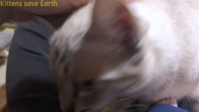 Human, please charge me energy... смотреть онлайн
