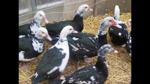 Чтобы индоутки раньше занеслись/начали нести яйца.