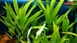 Лимонник в аквариуме. Размножение, уход, фото. Аквариумные растения. Nomaphila.