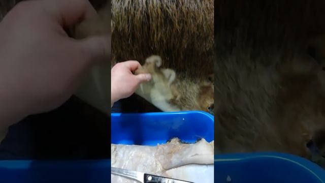 Выделка шкуры бобра. смотреть онлайн