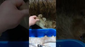 Выделка шкуры бобра.