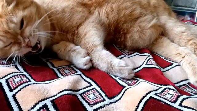 счастье есть, когда сыт... смотреть онлайн