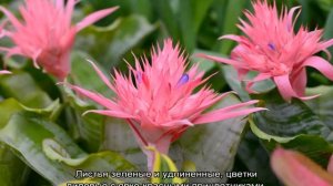 Эхмея — уход в домашних условиях, комнатные виды