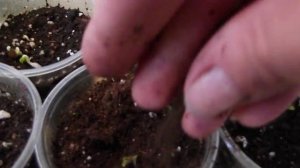 Мальва, Шток-Роза на 4-ый день после посева. Всхожесть семян  100%!