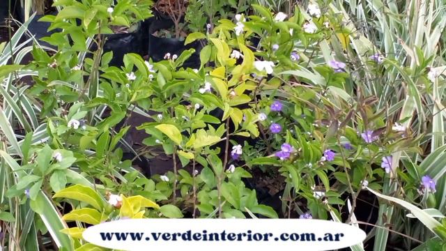 Brumfelsia Mutabilis - Brumfelsia Australis - Jazmín del Paraguay.🌞🍃 смотреть онлайн